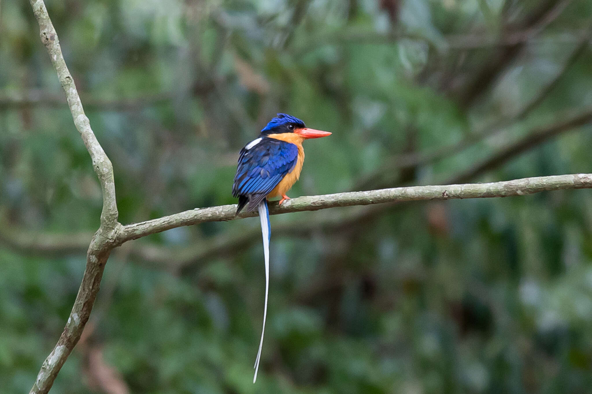 Image of Buff-breasted Paradise Kingfisher