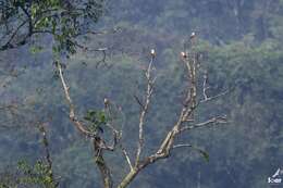 Image of Malabar Starling