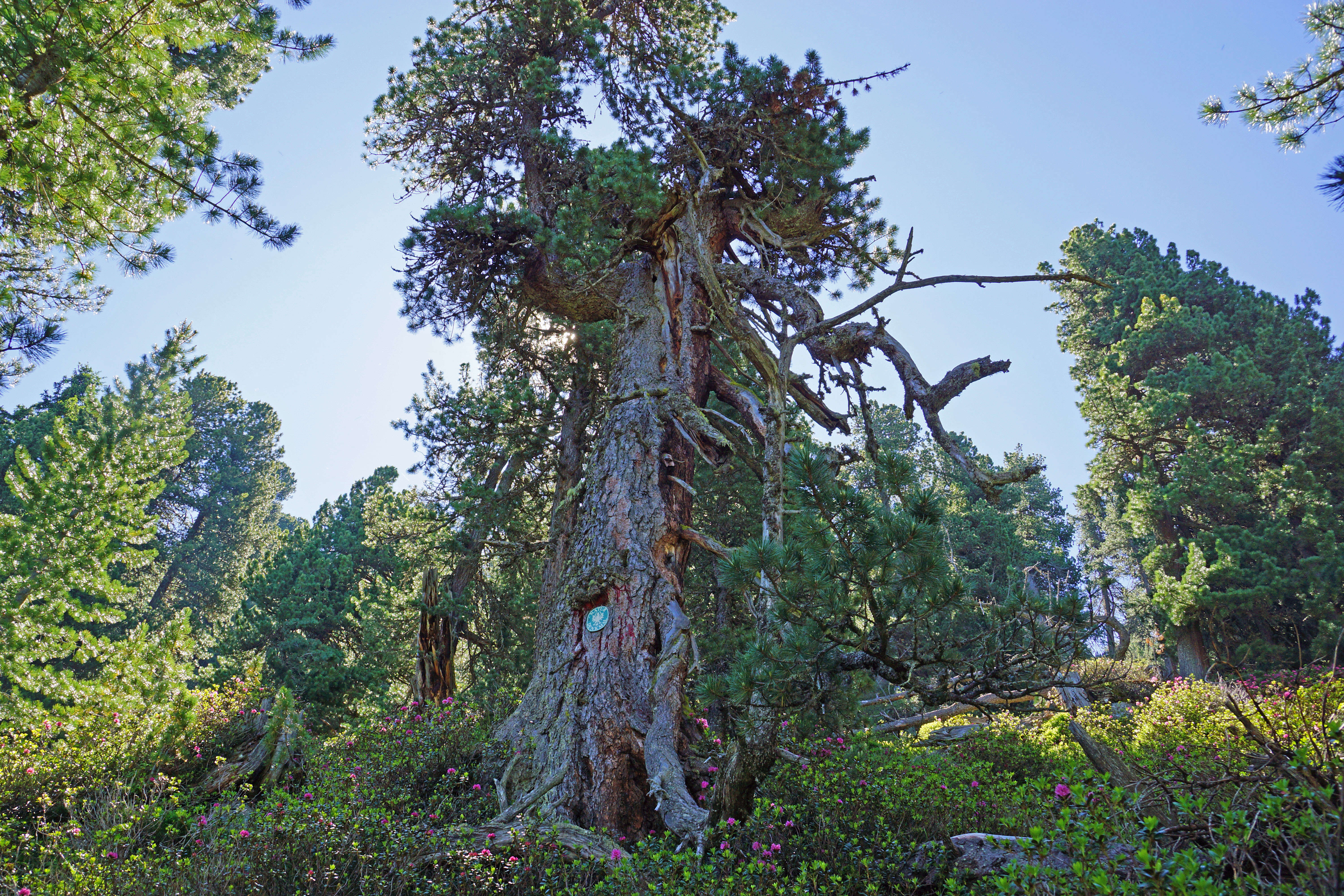 Image of Arolla Pine