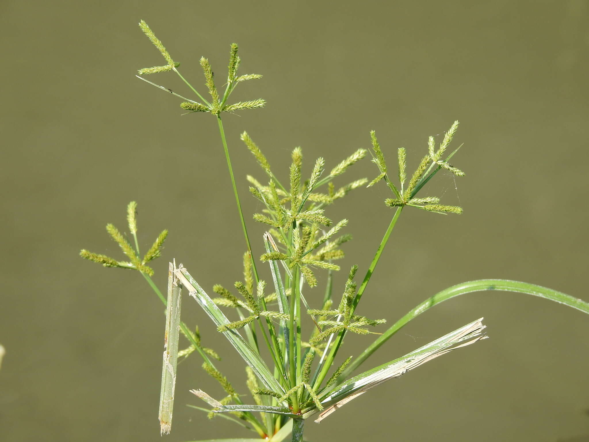 صورة Cyperus imbricatus Retz.