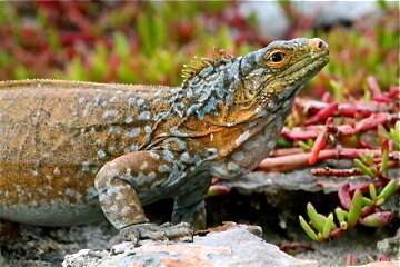 Image of Cyclura rileyi rileyi Stejneger 1903