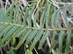 Image of Glossy Deer Fern