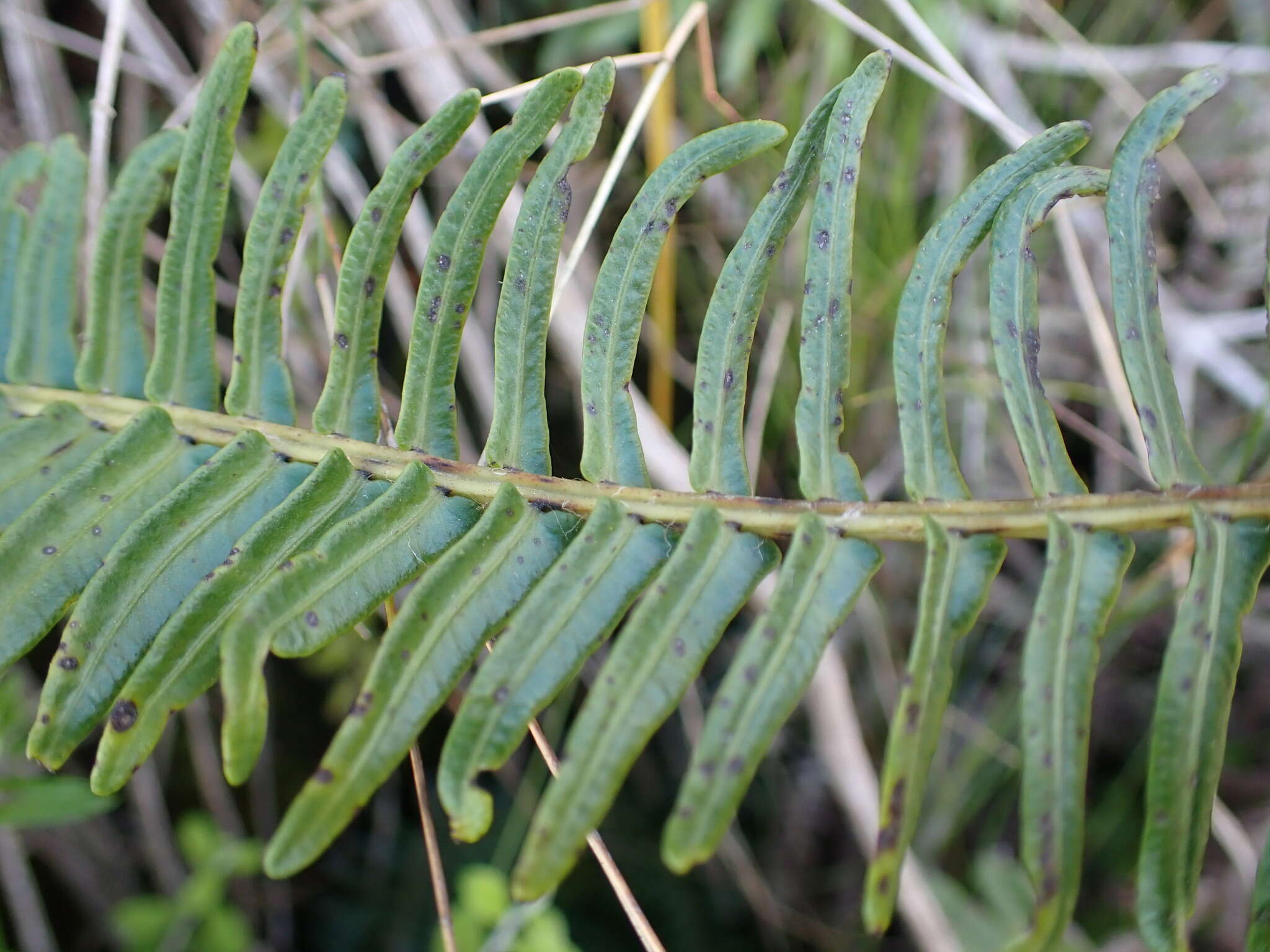 Image of Glossy Deer Fern