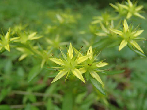 Image of Sedum sarmentosum var. silvestre Fröderstr.