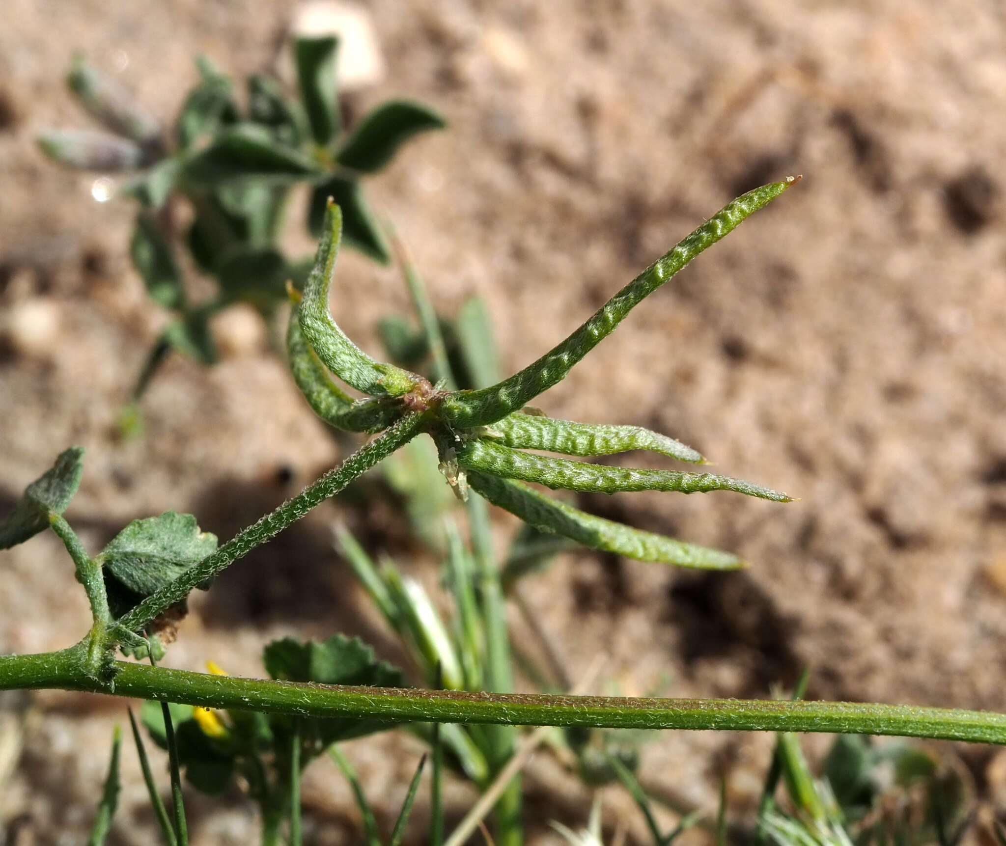 Image of Medicago astroites (Fisch. & C. A. Mey.) Trautv.