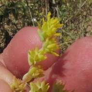 Imagem de Sedum nuttalianum Rafin.