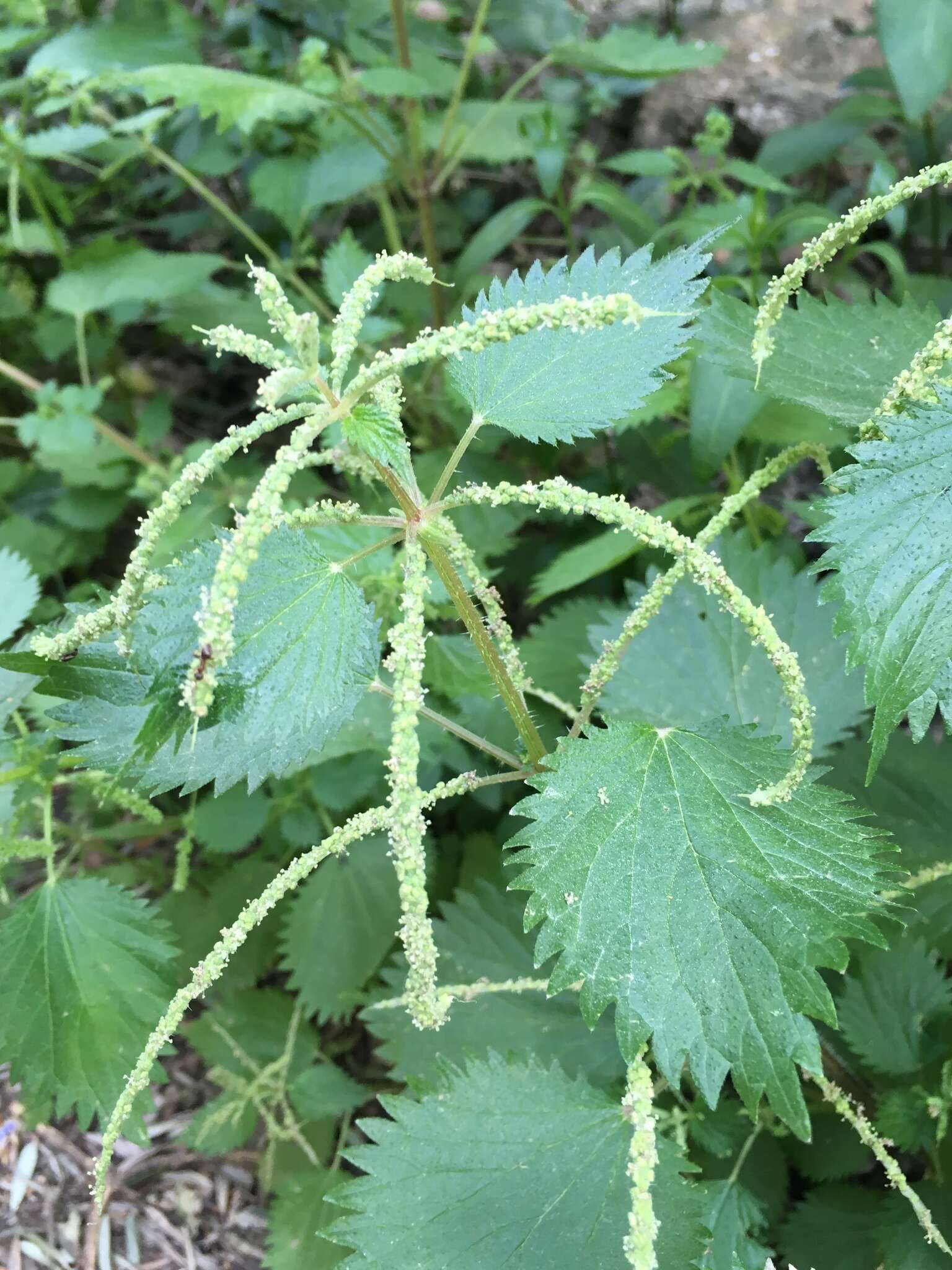 Urtica membranacea Poir.的圖片