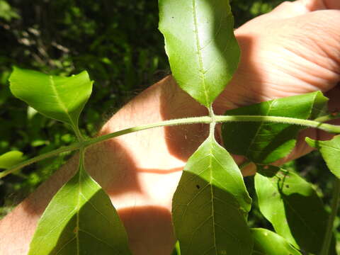 Image of Fraxinus pennsylvanica var. pennsylvanica