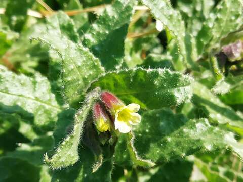 Image of yellow monkswort