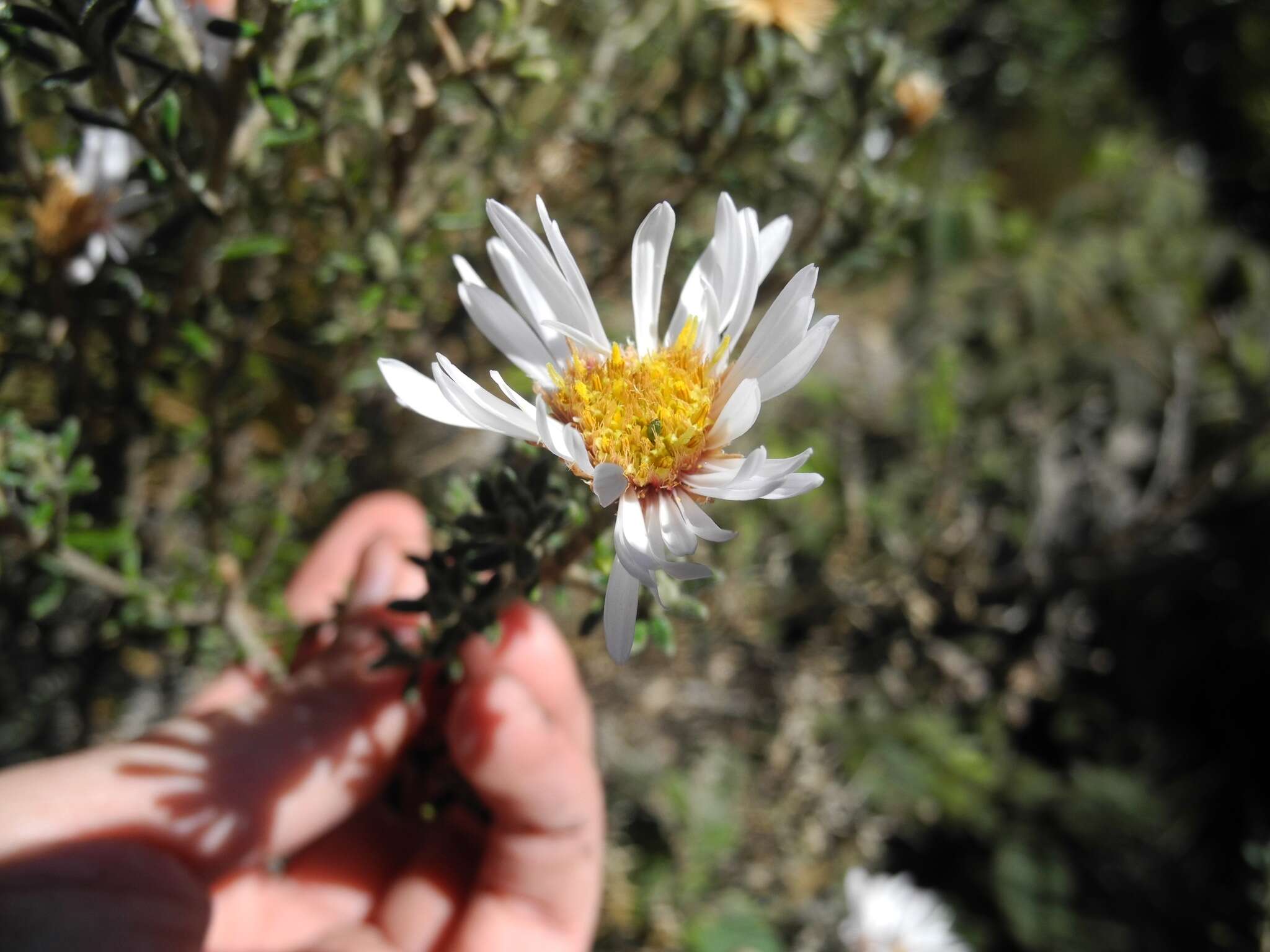 Image of Diplostephium oblanceolatum S. F. Blake