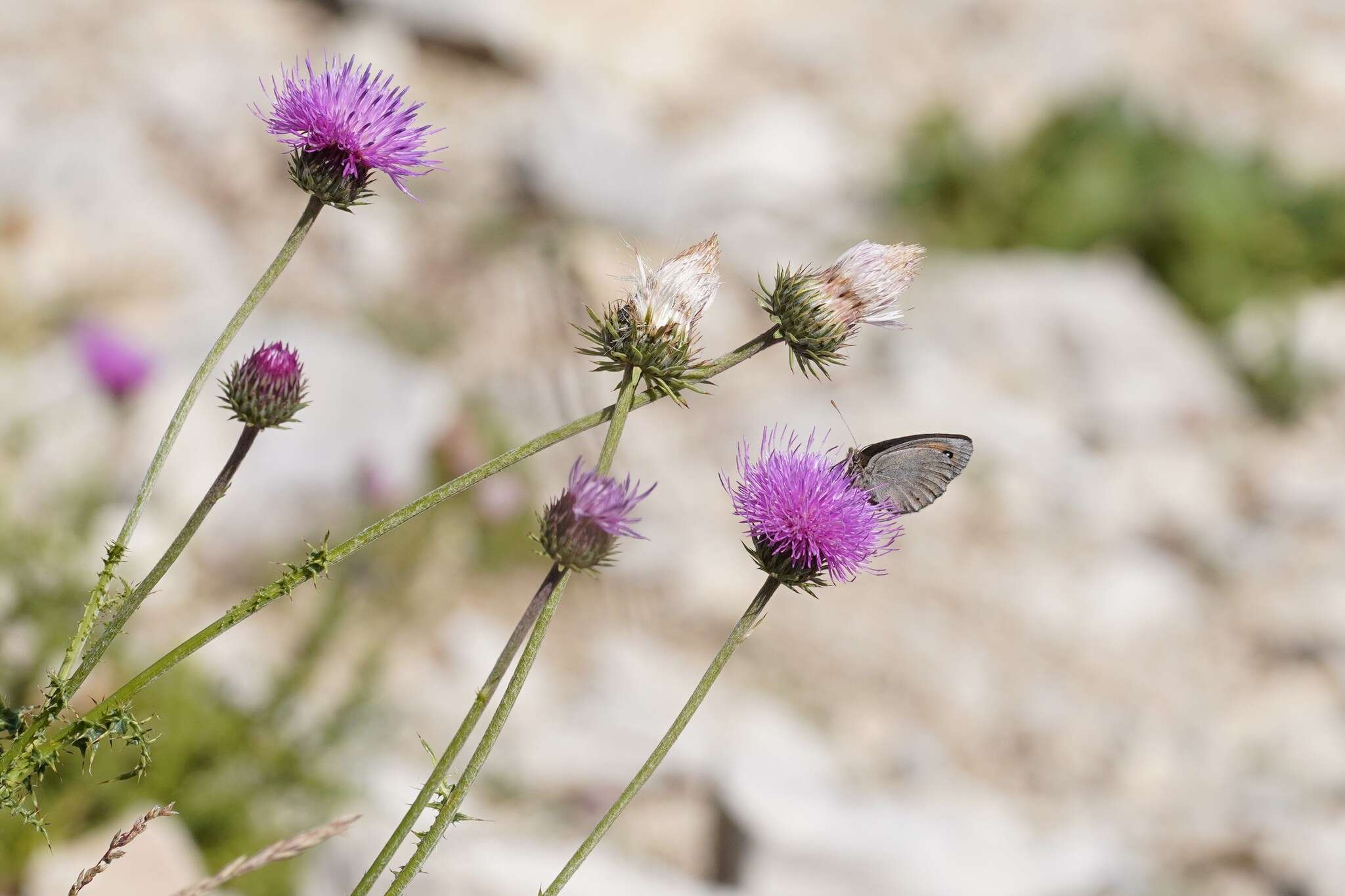 Image of Larche Ringlet