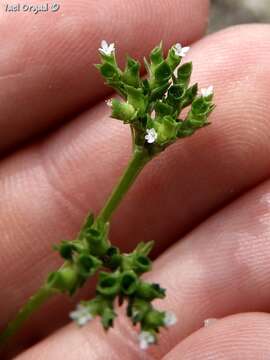 Image of Italian cornsalad