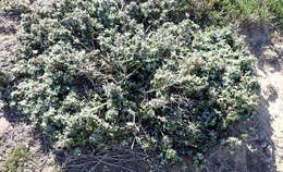 Image of Berkheya coriacea Harv.