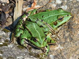 Image of Pelophylax esculentus