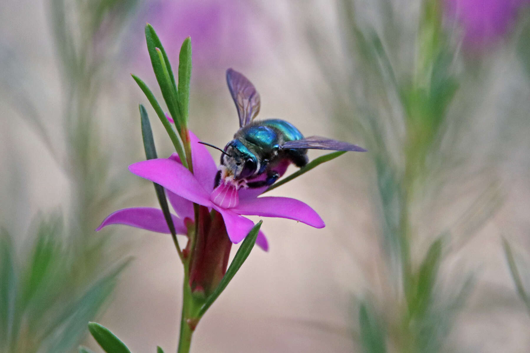 Plancia ëd Xylocopa aeratus (Smith 1851)