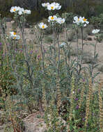 Image of Sonoran pricklypoppy