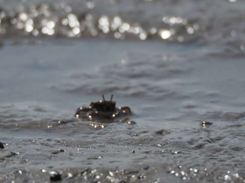 Imagem de Macrophthalmus subgen. Mareotis Barnes 1967