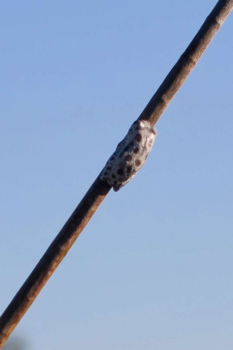 Image of Angolan Reed Frog