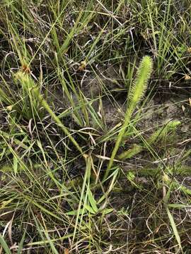 Image of Feather-Stem Club-Moss