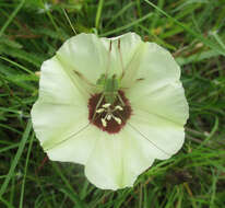 Image of Morning-glory