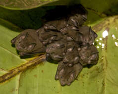 Image of dwarf little fruit bat