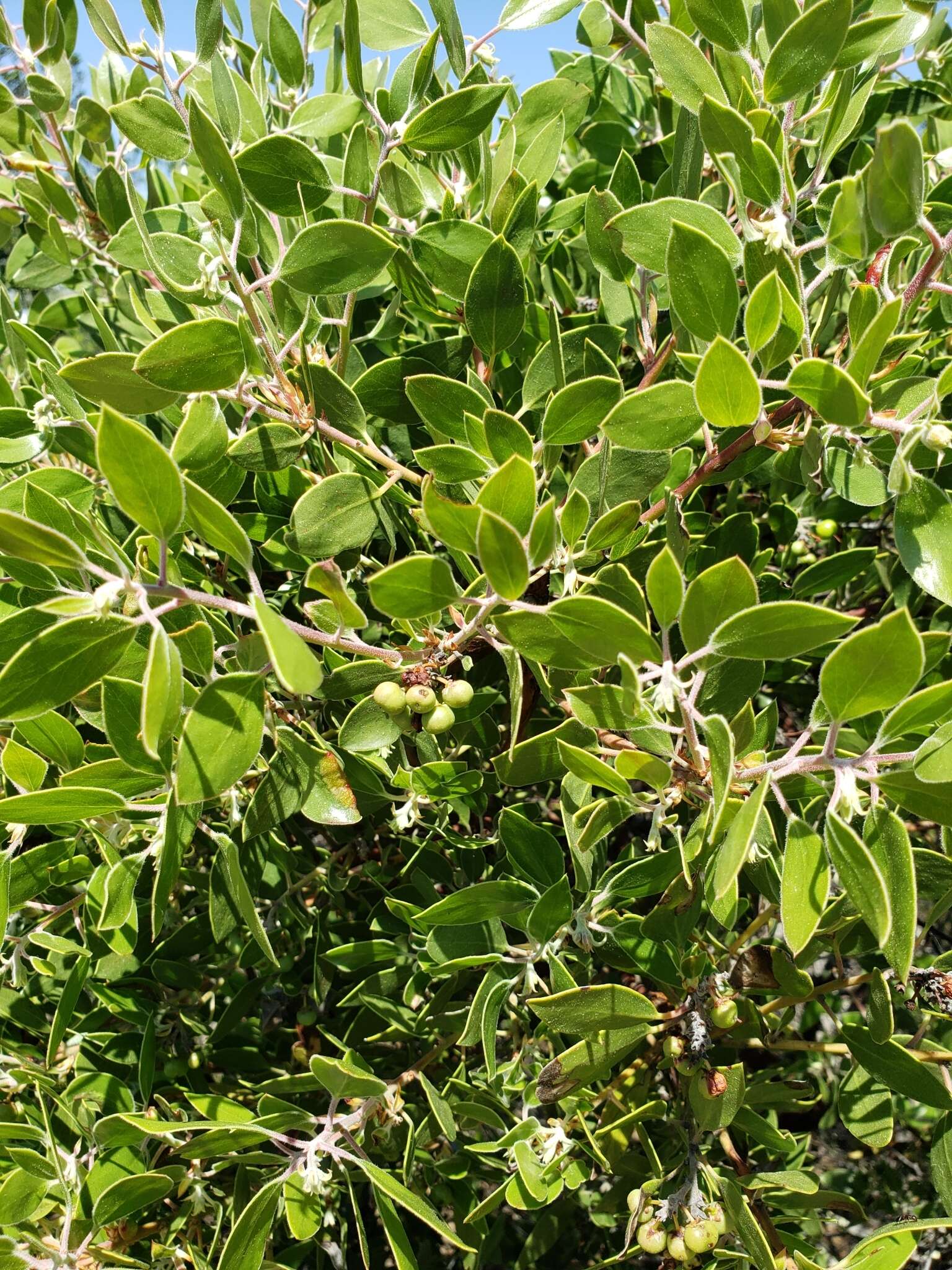 Sivun Arctostaphylos manzanita subsp. laevigata (Eastw.) Munz kuva