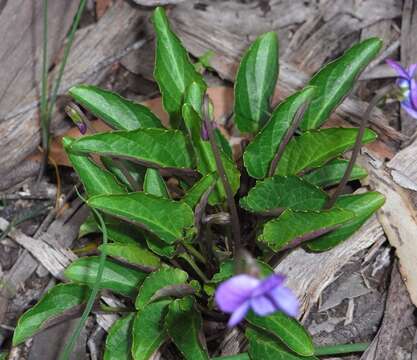 Image de Viola betonicifolia subsp. betonicifolia