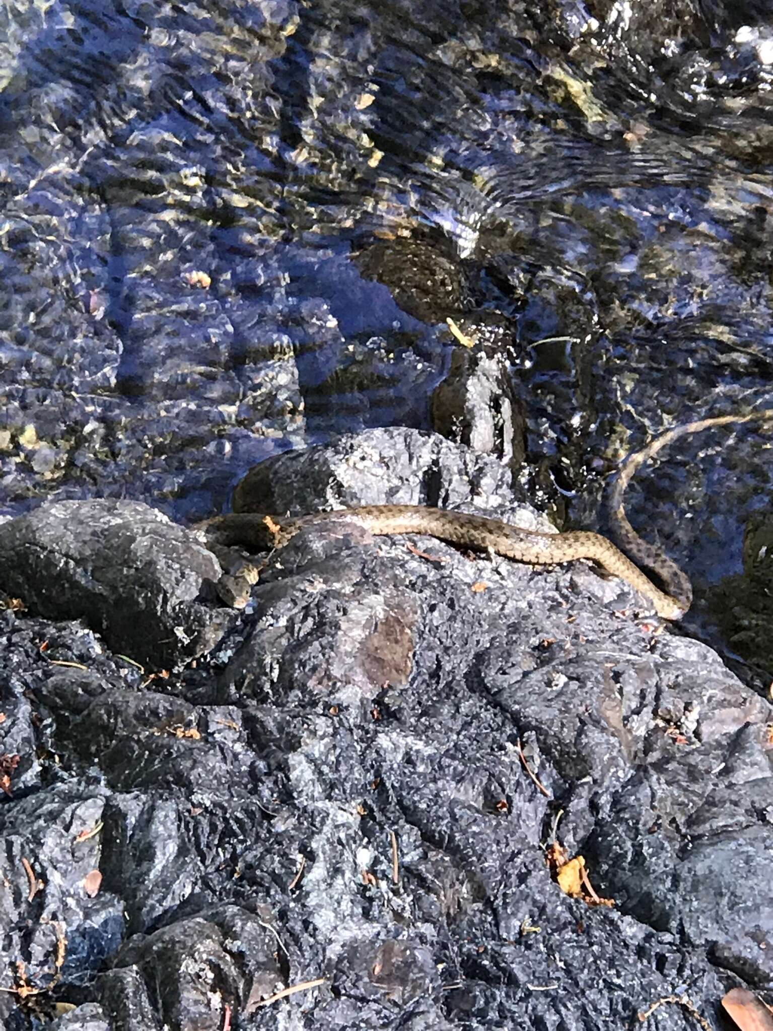 Image of Thamnophis atratus hydrophilus Fitch 1936