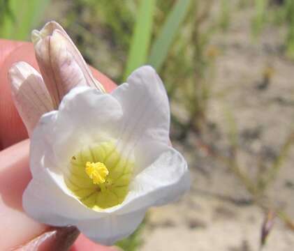 Image of Ixia divaricata Goldblatt & J. C. Manning