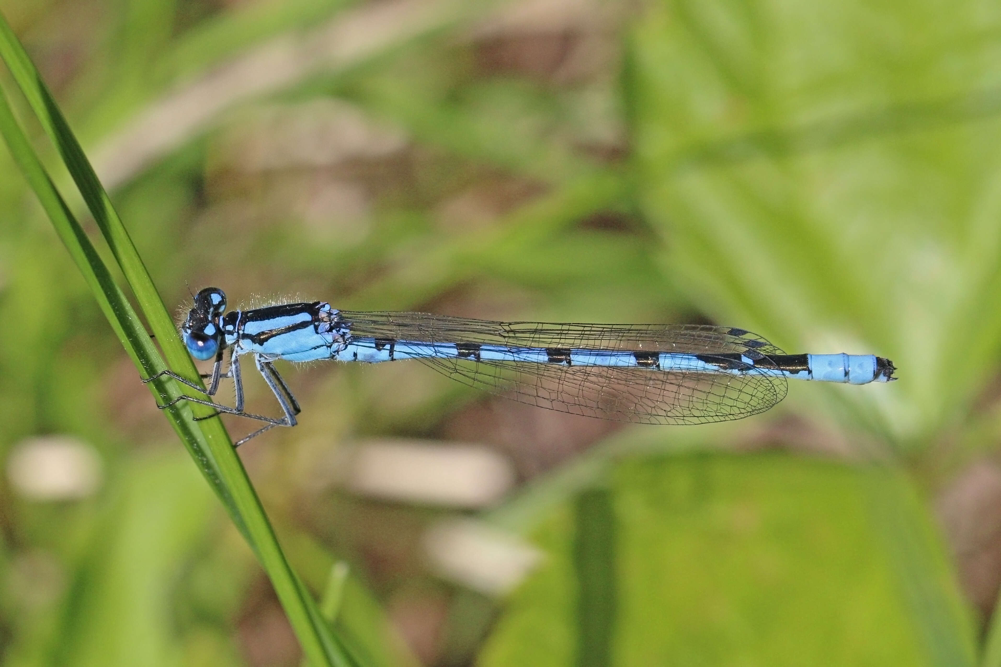 Image of Common Blue Damselfly