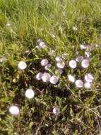 Image of Field Bindweed