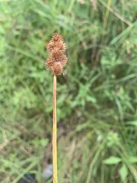 Image of crested sedge