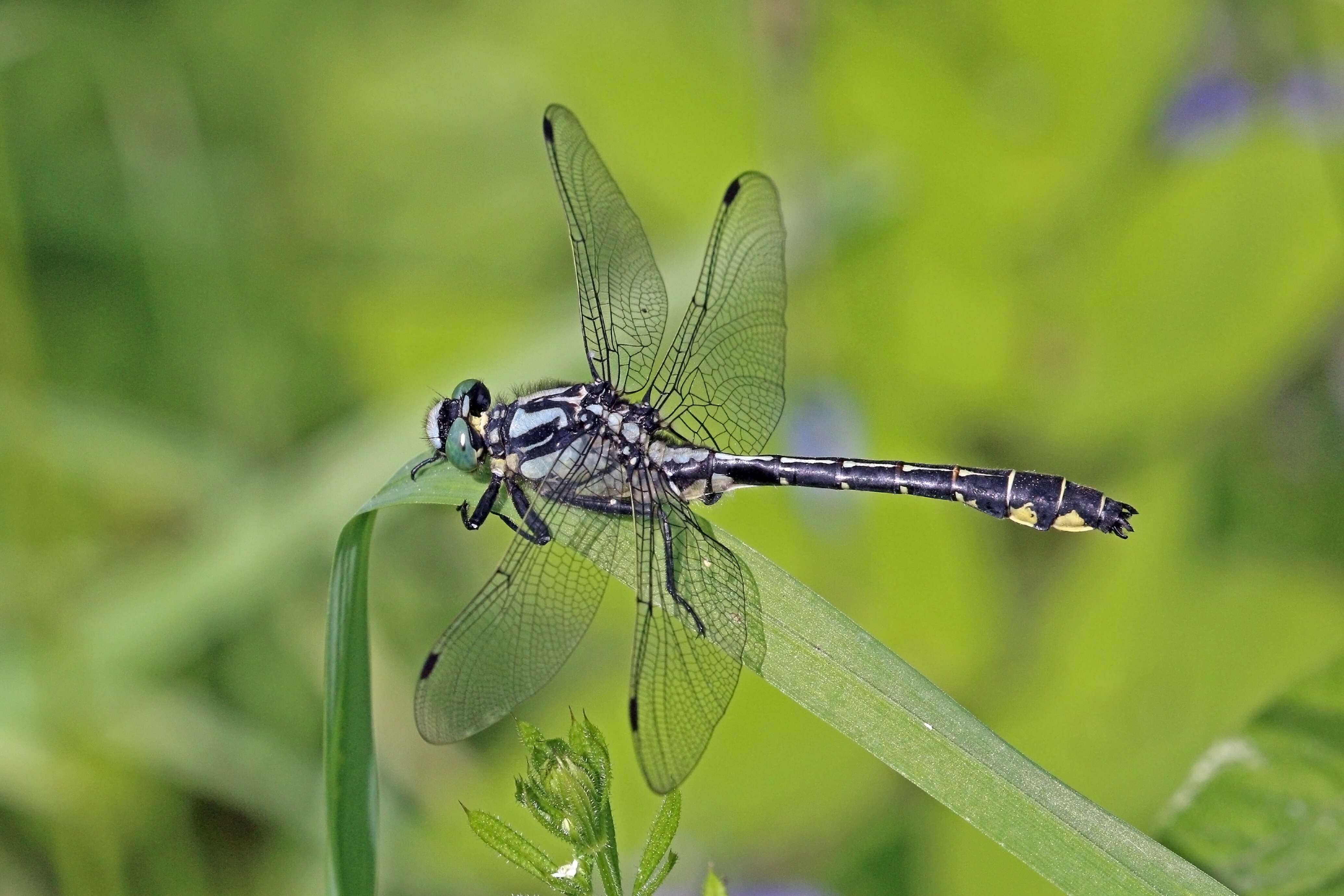 Image of Club-tailed Dragonfly