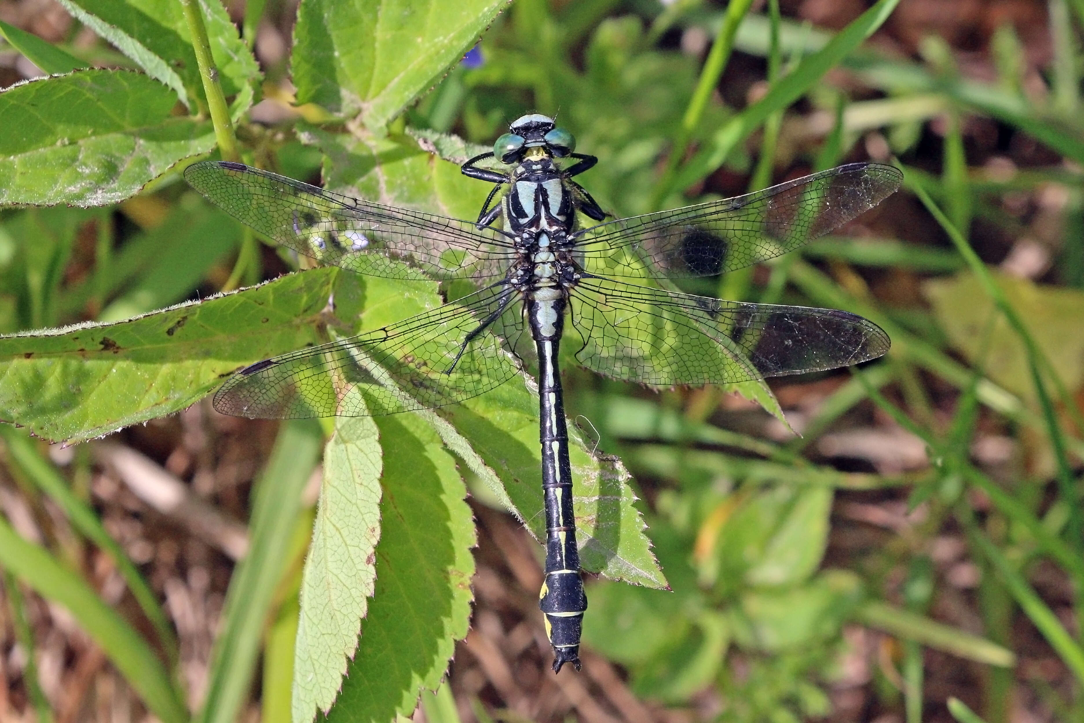 Image of Club-tailed Dragonfly