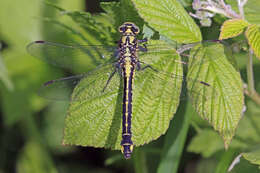 Image of Club-tailed Dragonfly