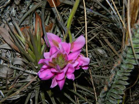 Image of <i>Galactia australis</i>