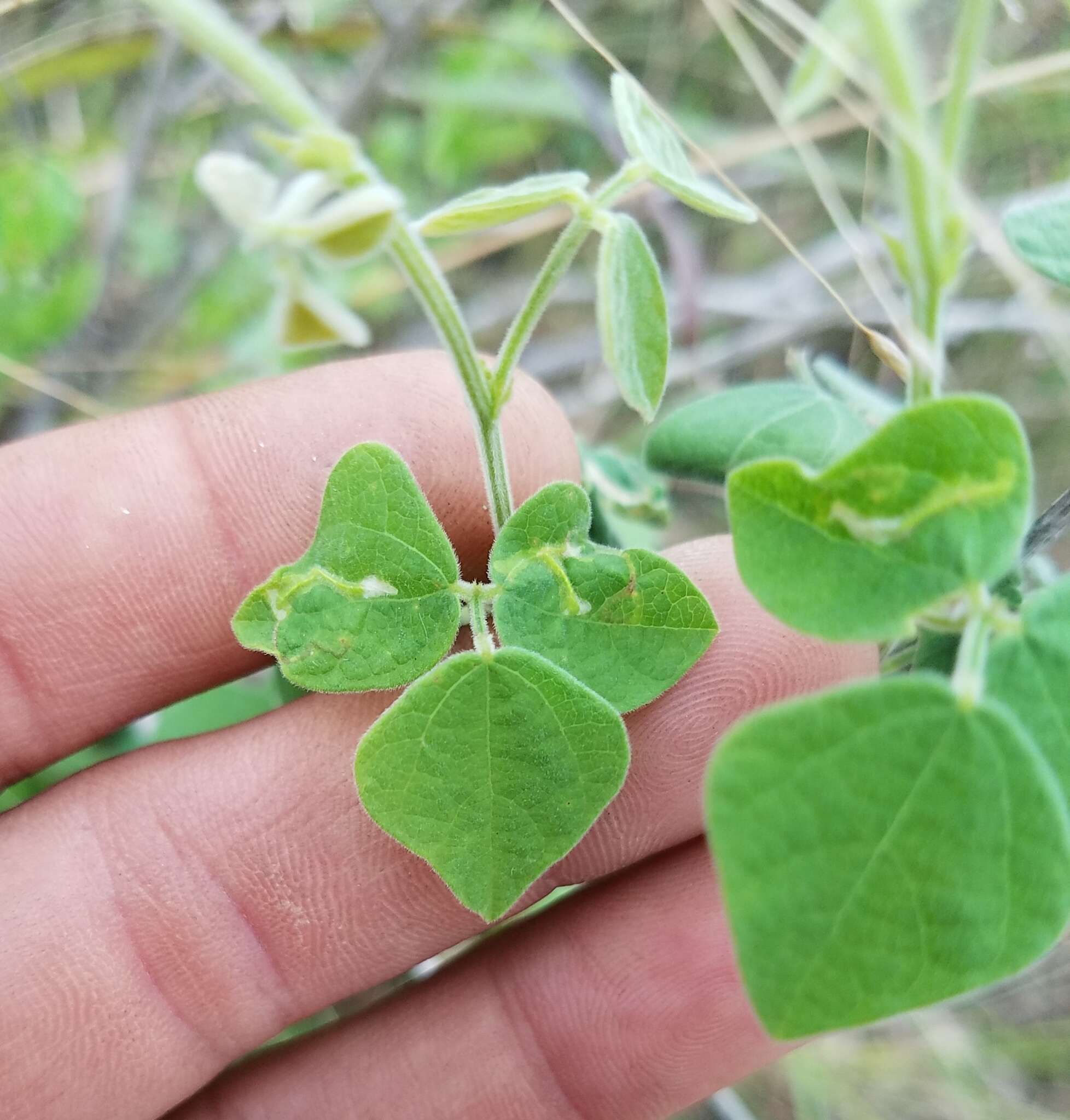 Слика од Rhynchosia minima (L.) DC.