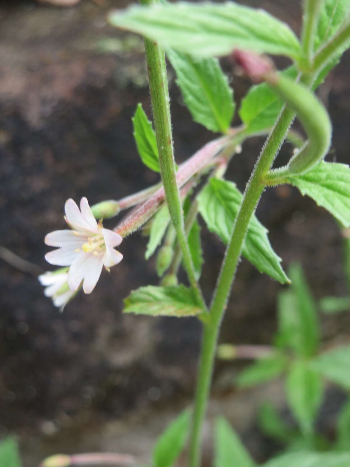 Image of american willowherb