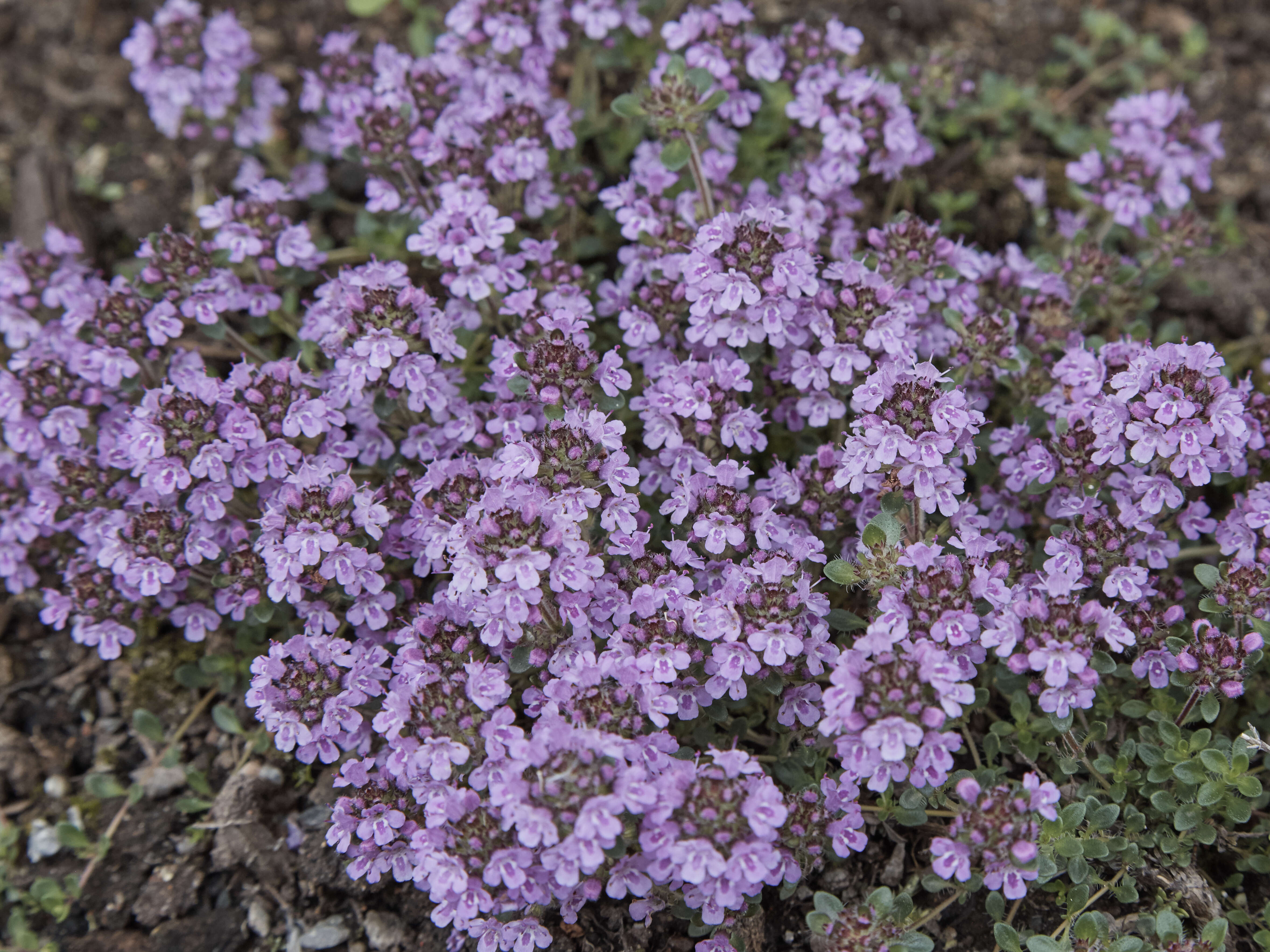 Image of creeping thyme