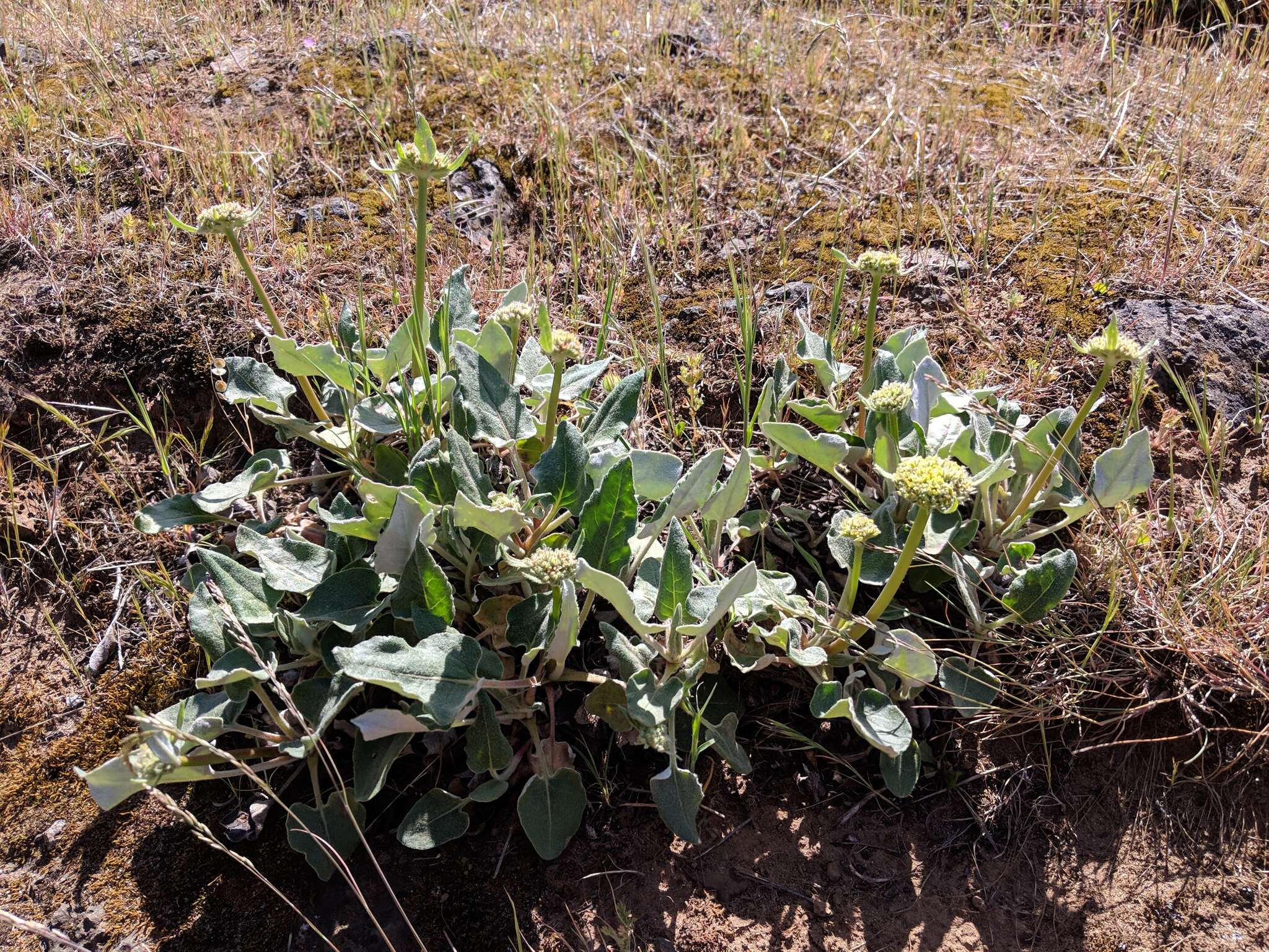 Image of arrowleaf buckwheat