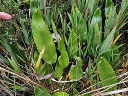 Image of Elaphoglossum lingua (Raddi) Brack.