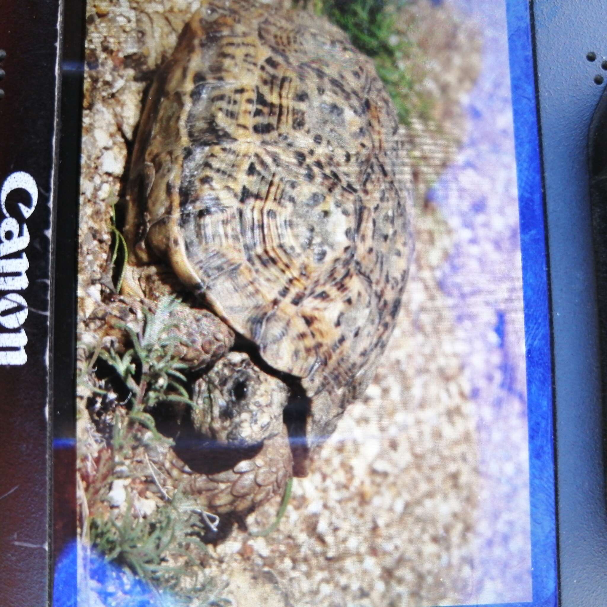 Image of Speckled tortoise