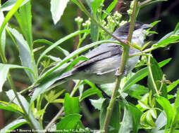 Image of Black-capped Warbling Finch