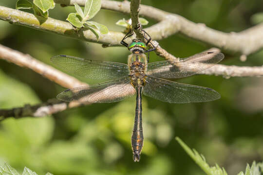 Image of Downy Emerald