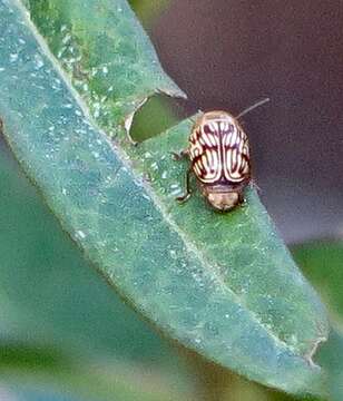 Cryptocephalus fulguratus J. L. Le Conte 1880 resmi