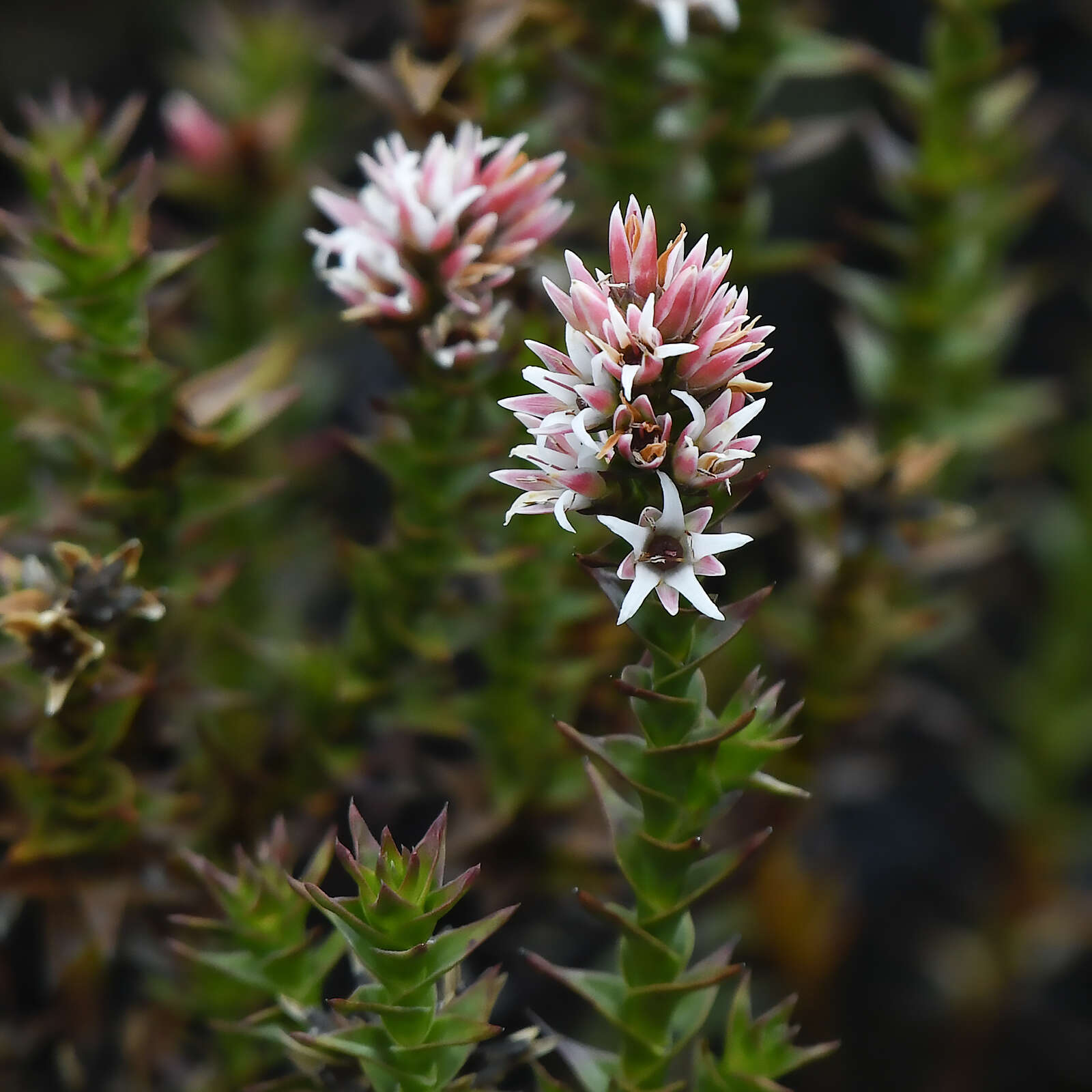 Image of Sprengelia montana R. Br.