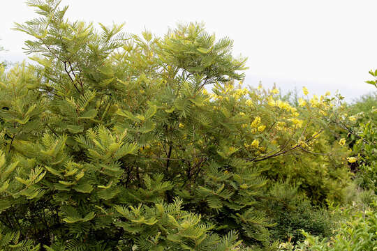 Image of African weeping-wattle