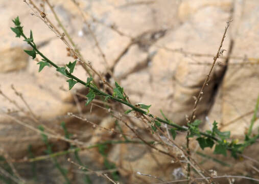 Image of Nanorrhinum petranum (Danin) Yousefi & Zarre