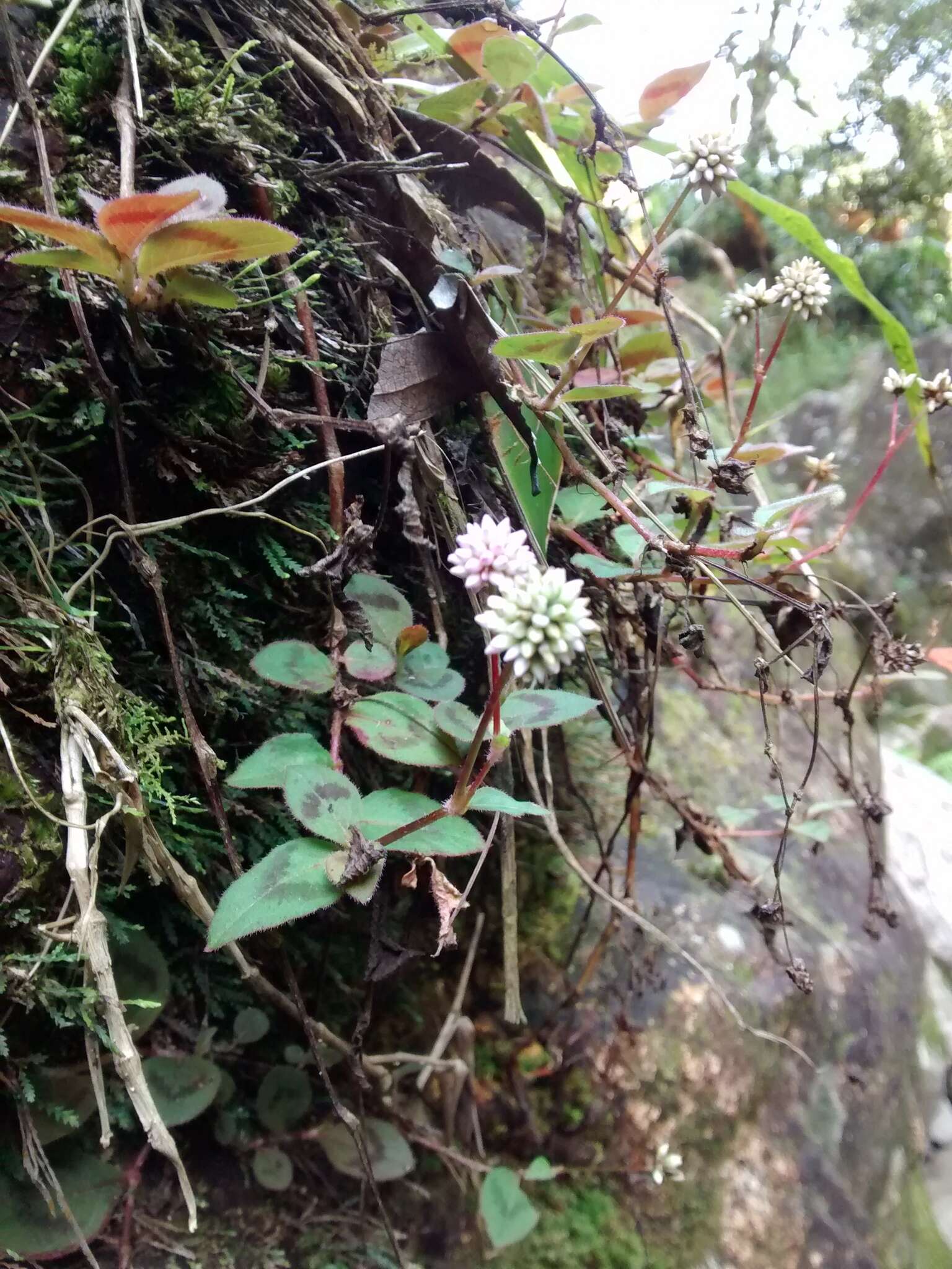 Imagem de Persicaria capitata (Buch.-Ham. ex D. Don) H. Gross