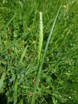 Image of Crested dogstail grass